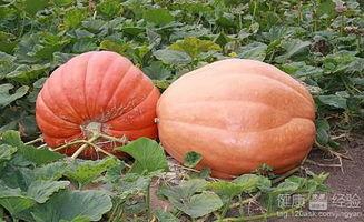 天天晚上偷瓜吃瓜好吗,揭秘偷瓜吃瓜的乐趣与争议