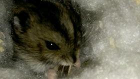 吃米老鼠的瓜,揭秘网络热传的神秘美食传奇